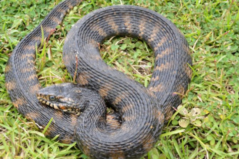 El Culebrón: La Serpiente Gigante del Folclore Chileno (Ver Video)
